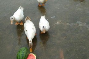 娱乐吃瓜鸭图片,揭秘娱乐圈那些不为人知的幕后故事